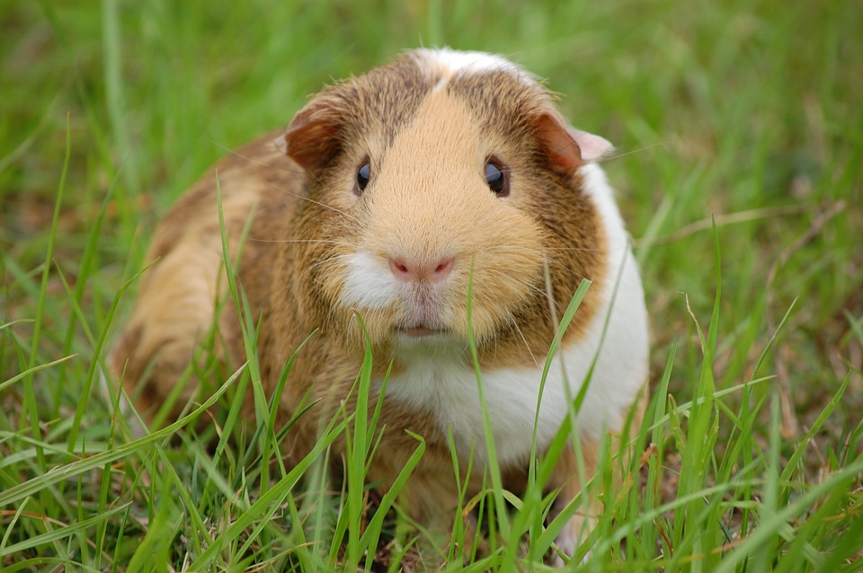 Are Ground Moles Dangerous to Pets?